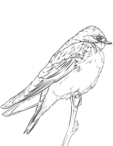 Tree Swallow Coloring Page